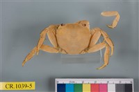 藏品(肉球近方蟹)的圖片